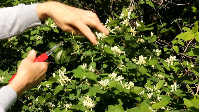 pruning bushes