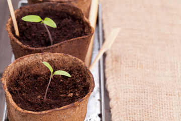 Seedlings