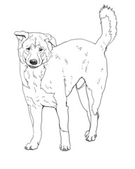 The vector of stray dog