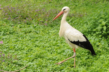White Stork In The Grass