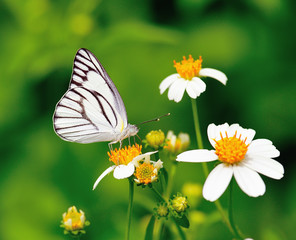 Obraz premium butterfly on a flower