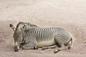 Fototapeta na wymiar Zebra kłamstwa