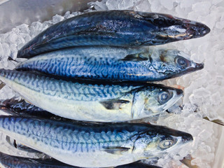 Fresh fish on ice