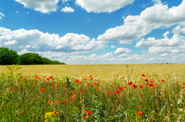 poppies on yellow field and clouds over it