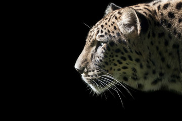 Naklejka na ściany i meble Piękny portret Leopard na czarnym tle
