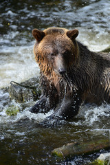 Fototapeta na wymiar Grizzly Bear (Ursus arctos horribilis)