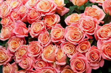 roses background