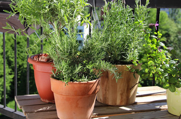Rosemary in the pot