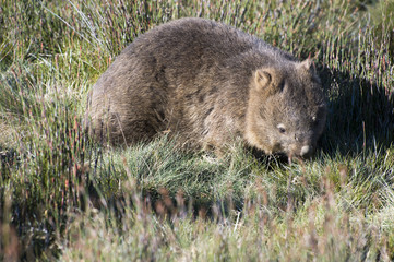 Naklejka premium Wombat