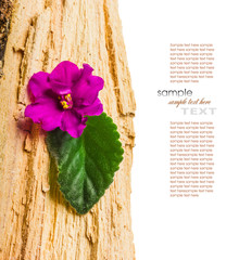 Flower with leaves on the wood