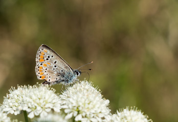 Fototapeta na wymiar Aricia agestis aka Brown argus butterfly at rest