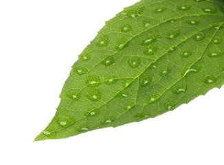 Fototapeta na wymiar Green leaf with water drops on white background ..