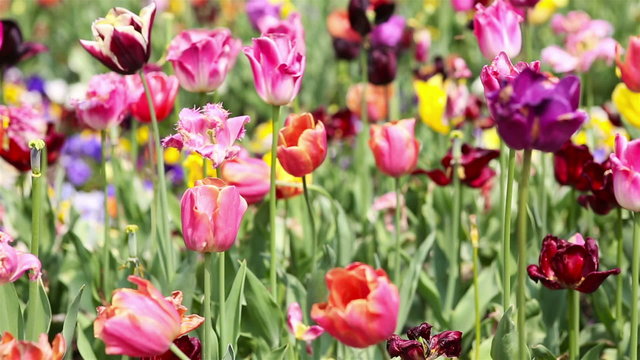 Panning over many tulips