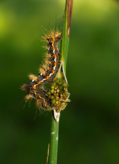 Beautiful caterpillar of Yellow-tail moth Euproctis similis