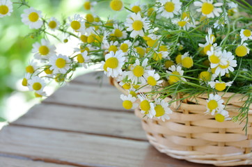 chamomile in a basket