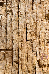 Old tree bark texture