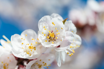 White flowers close-up photo