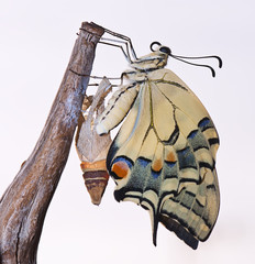 Mariposa emergiendo de la crisálida