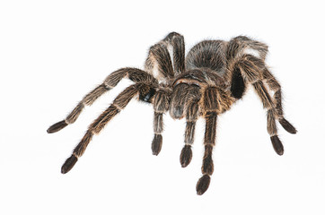 Tarantula