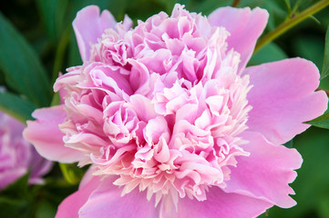 Obraz premium Peony is one of the most luxurious flower plants