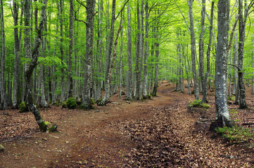 beech forest in spring and a pathway