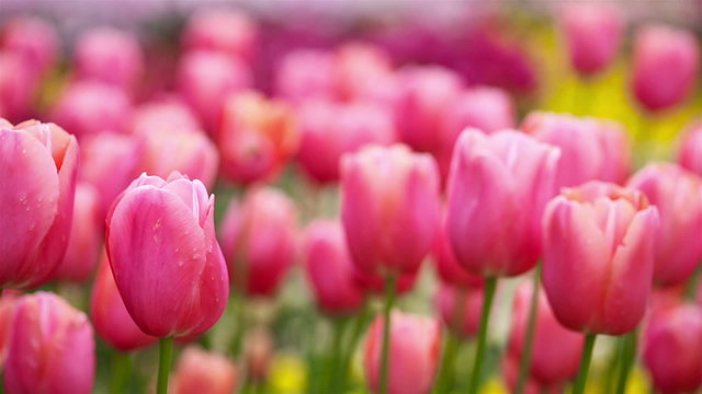Pink tulips moving gently in spring