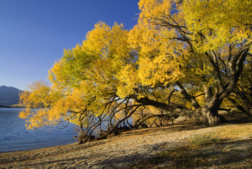 Autumn colors on lake Wanaka, south island, New Zealand