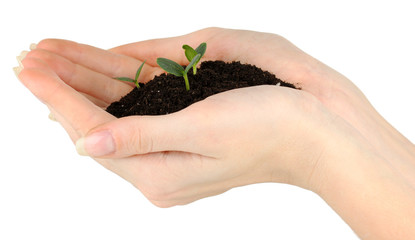 Fototapeta na wymiar Green seedling growing from soil.in hands