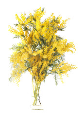 Fototapeta premium mimosa flower
