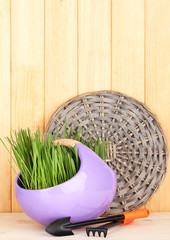 Green grass in decorative pot on wooden background