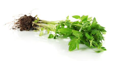 Young plant isolated on white
