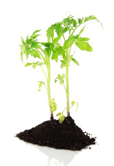 Young plant in ground isolated on white