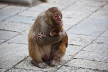 Monkeys Hugging