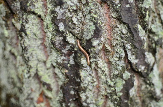 Centipede Hiding in The Bark