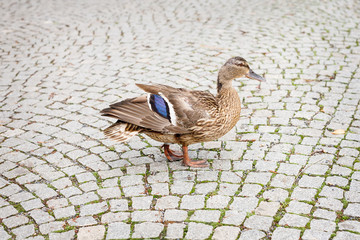 Duck walking on the tiled floor.