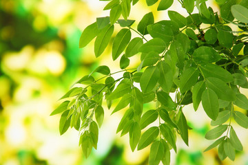 Green leaves on bright background
