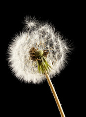 Beautiful dandelion with seeds on black background