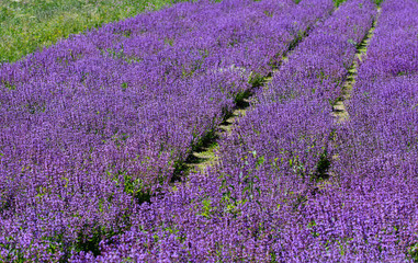Obraz premium Salvia in fiore