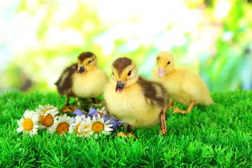 Cute ducklings on green grass, on bright background