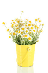 Many chamomile in bucket isolated on white