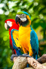 Fototapeta premium Colorful blue parrot macaw