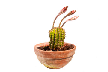 Echinopsis Cactus in bud