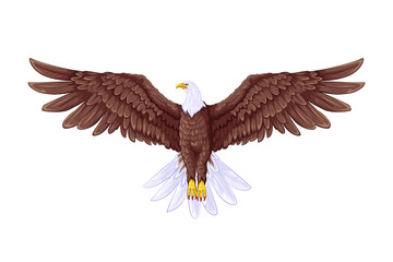 Fototapeta premium Flying Eagle