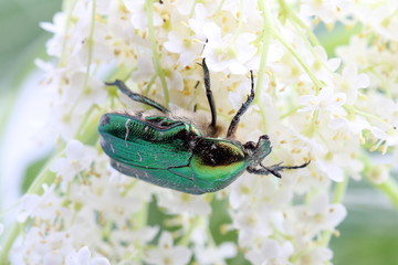 Rose chafer (Сetonia aurata) on flowers of  elderberry