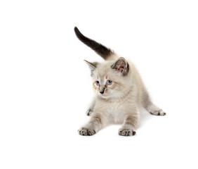 Cute kitten on white