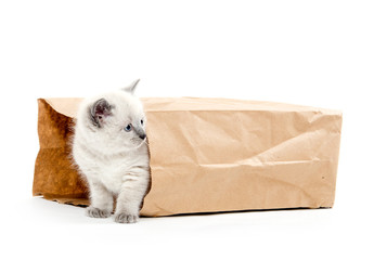 Cute kitten in a bag