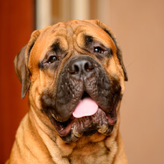 Obraz premium bullmastiff dog portrait