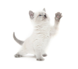 Cute kitten playing on white