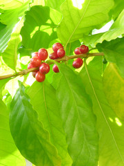 コーヒーノキの実