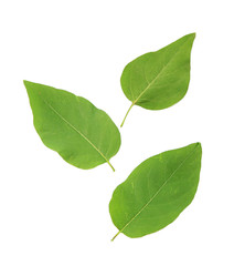 Naklejka premium Green leaves isolated on white